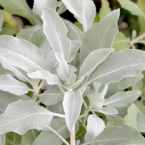 Alternative view of Beli Žajbelj / White Sage (Ancestral Aroma) Mini