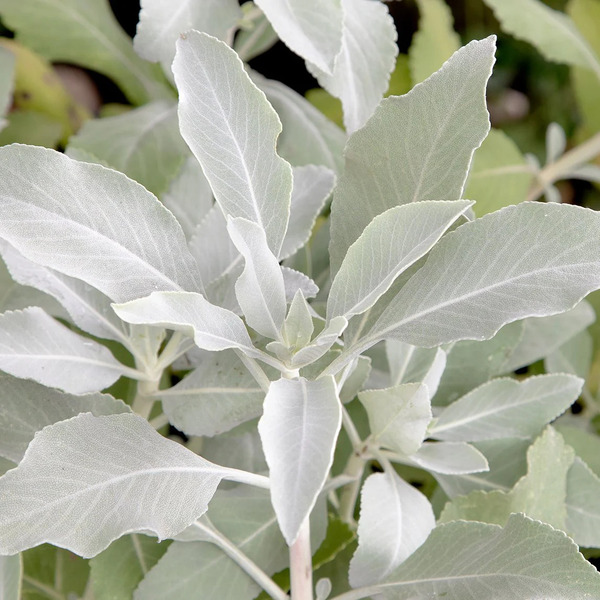Beli Žajbelj / White Sage (Ancestral Aroma) Mini - slika 2
