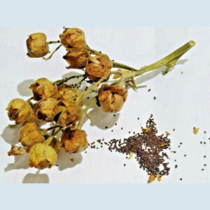 Aztec Tobacco Seeds (20pcs) - slika 2